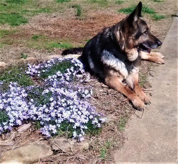 IMG_20180325_145133294