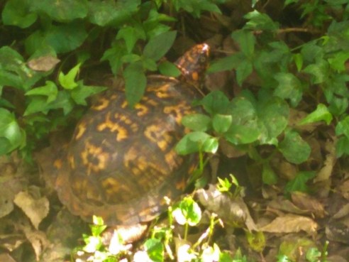 IMG_20181009_113404323