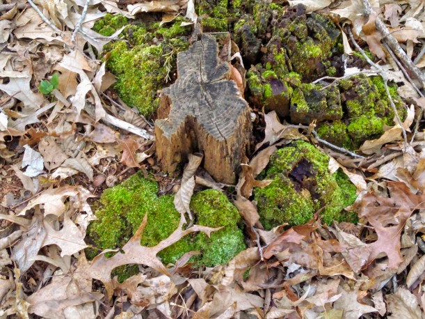 IMG_20190225_145632734