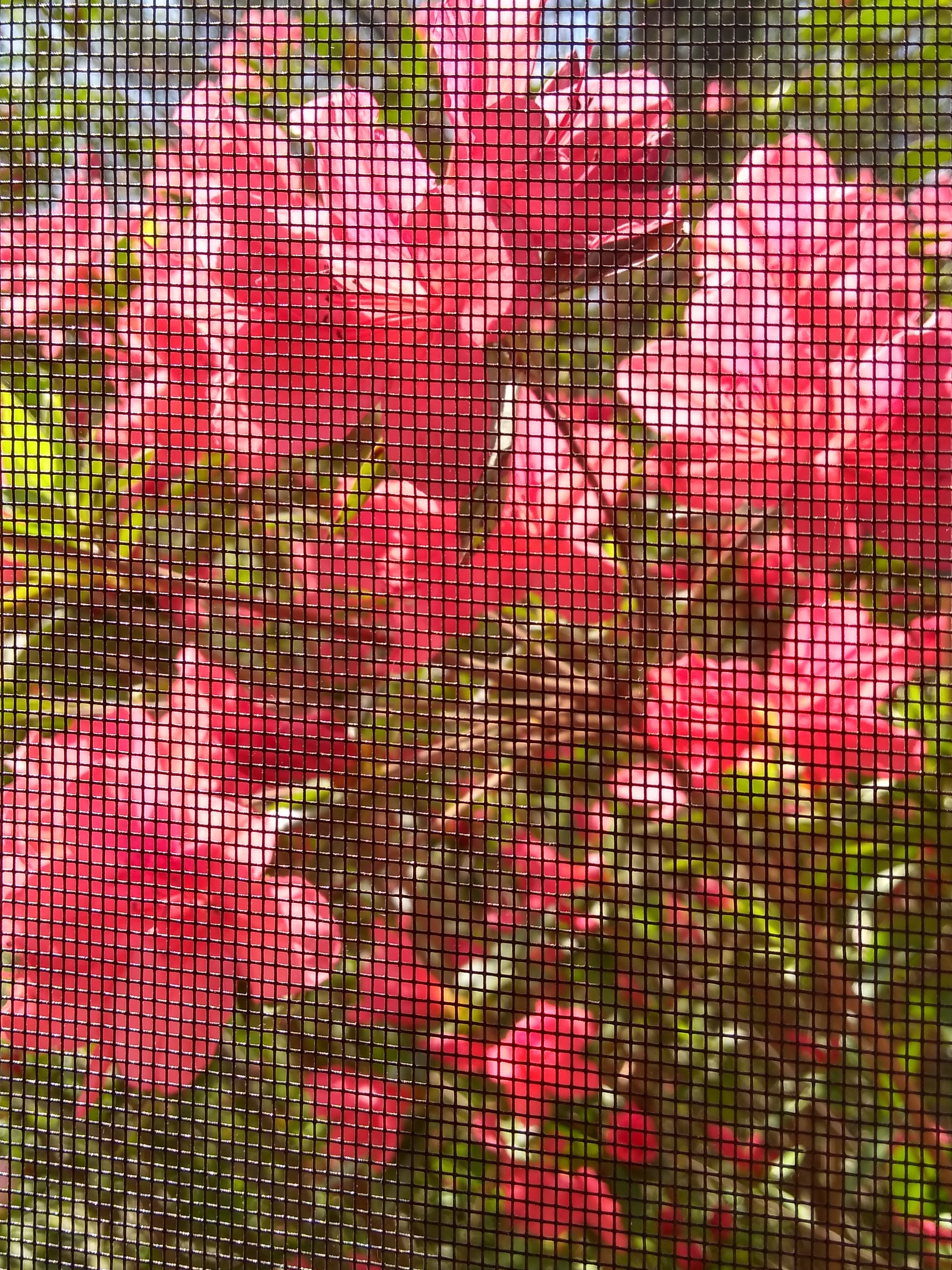 Needlepoint View.jpg