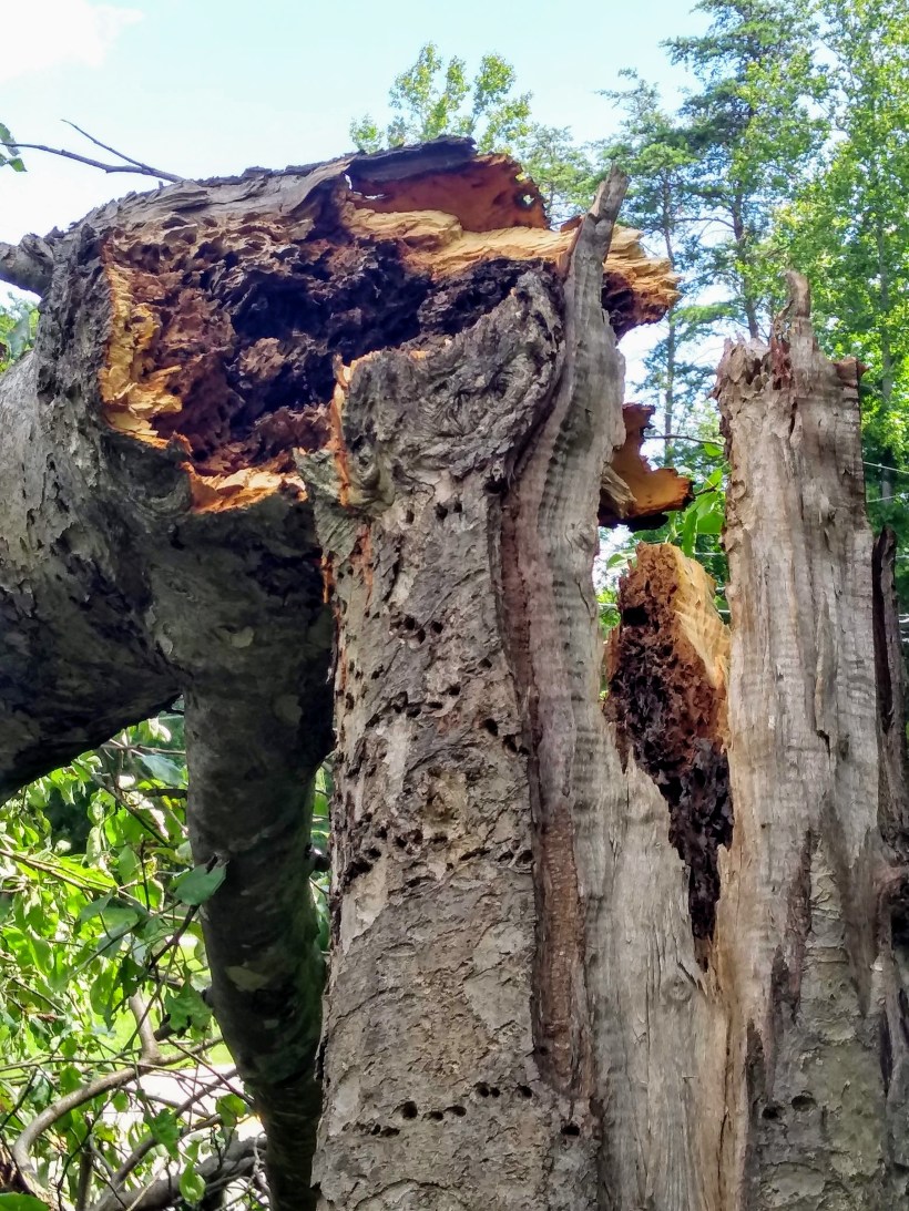 IMG_20190621_114530658_HDR