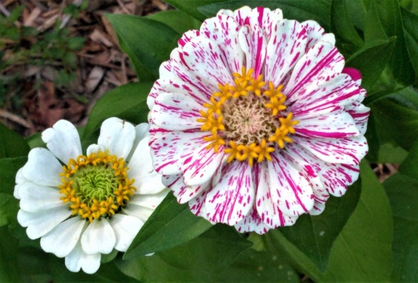 IMG_20190702_201915651 (1)