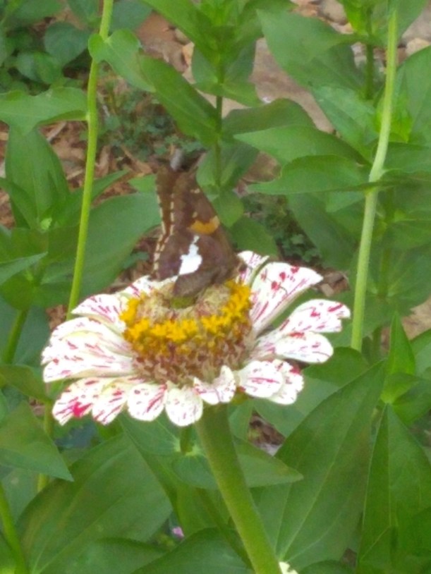 IMG_20190720_094156812