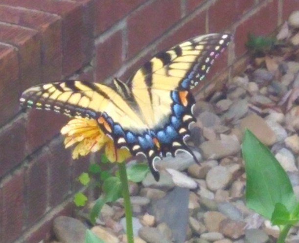 IMG_20190725_160531022 (1)