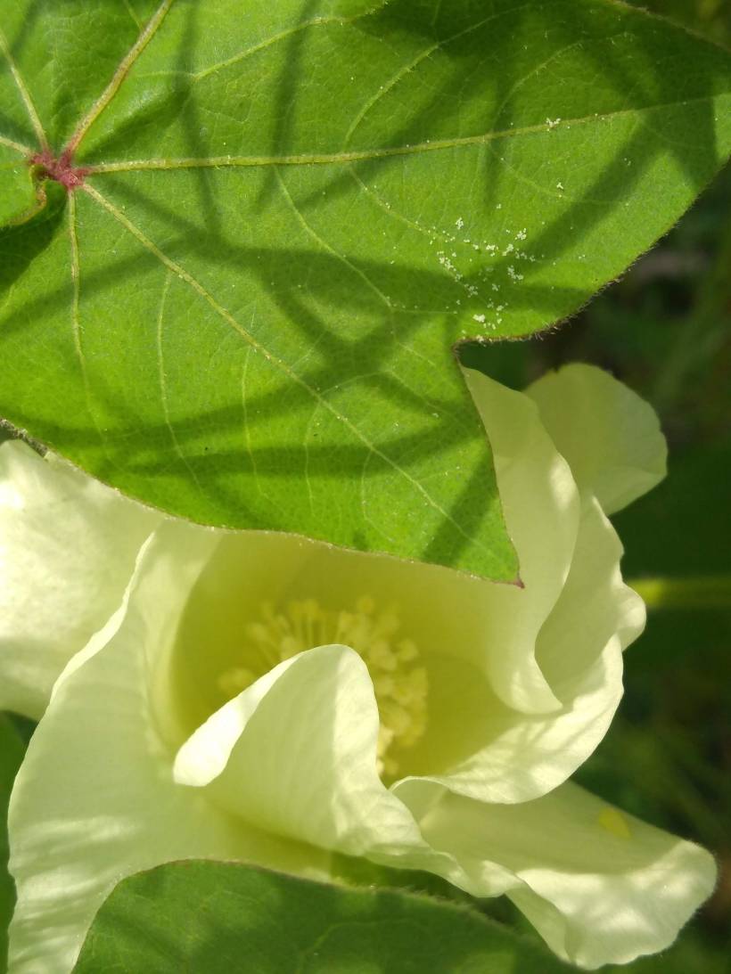 IMG_20190726_115830787