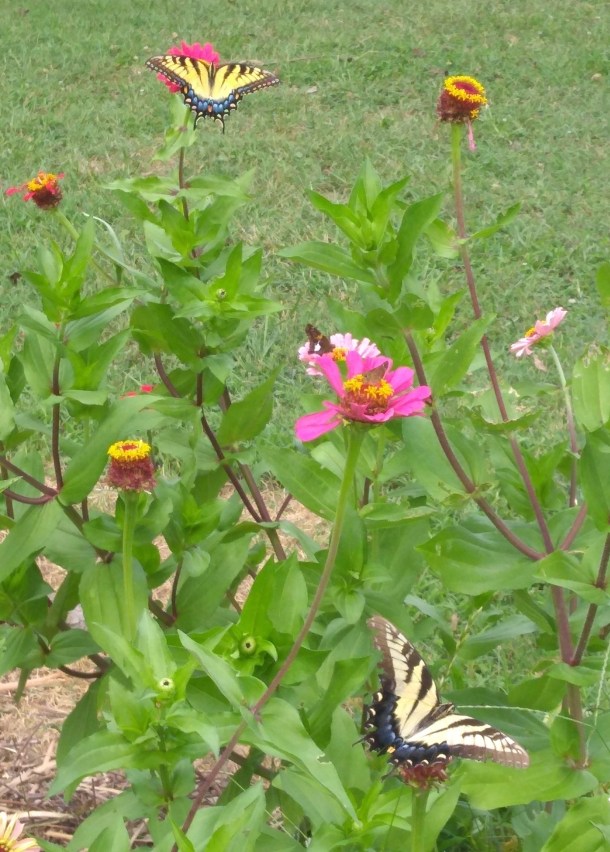 IMG_20190726_120016509