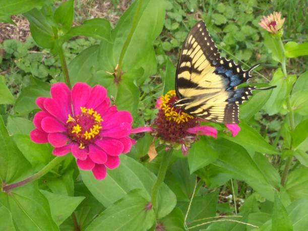 IMG_20190726_120610604