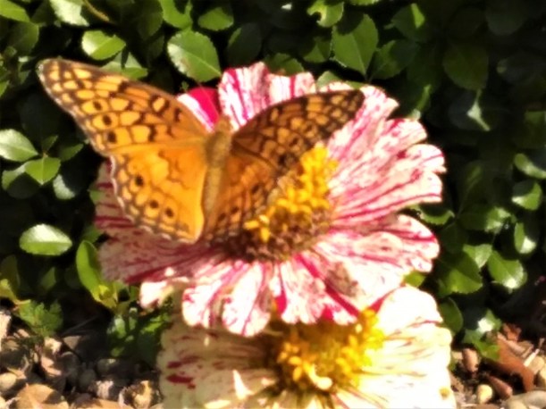 IMG_20190727_111057656 (1)