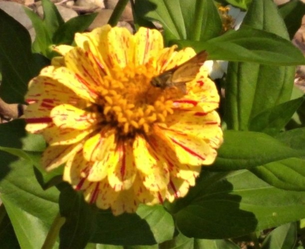 IMG_20190727_111117881