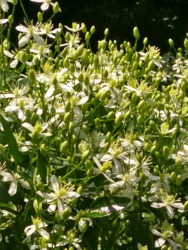 IMG_20190821_120533816_HDR