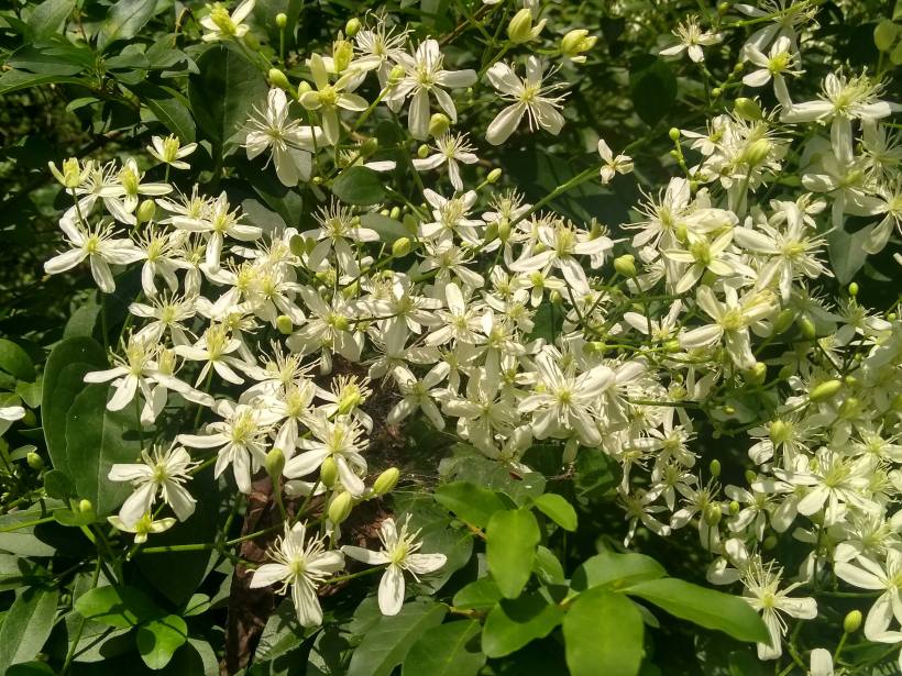 IMG_20190821_120637856_HDR