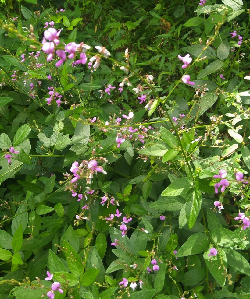 IMG_20190904_124556638